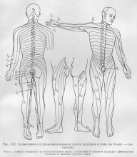 Inervație periferică a soma, ghidul medicului