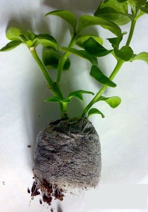 Petunia - strălucirea - centrul agriculturii naturale