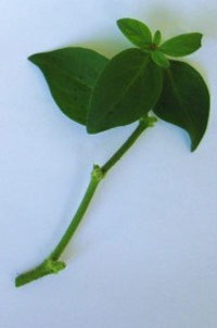 Petunia - strălucirea - centrul agriculturii naturale