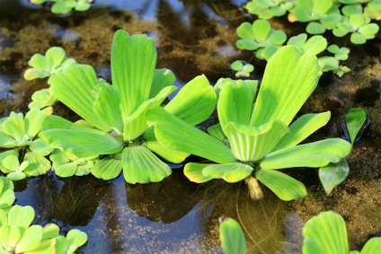 Pálya, víz saláta (pistia stratiotes), vízinövények, a fejlesztés a gyökérzet,