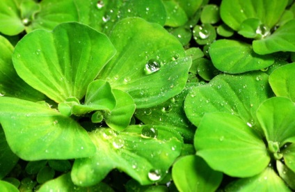 Pistia, salata de apa (stratioti pistia), plante de acvariu, dezvoltarea sistemului radicular,