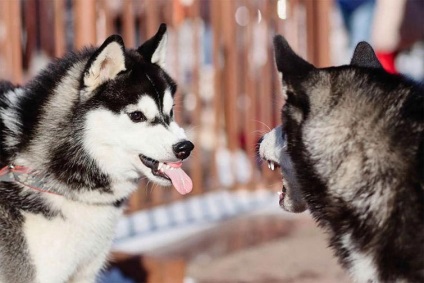 Câștigători ai concursului celor mai ridicolete fotografii ale animalelor de companie 