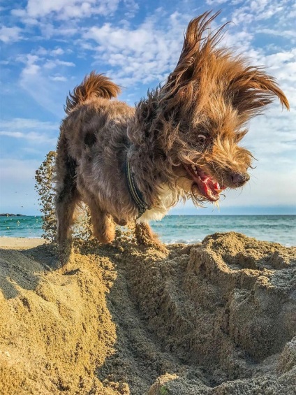 A verseny nyerteseit legviccesebb képeket háziállat «vígjáték pet Photography Awards