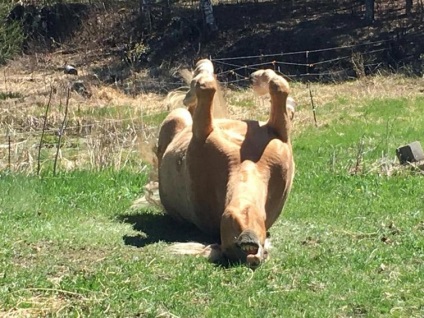 Câștigători ai concursului celor mai ridicolete fotografii ale animalelor de companie 