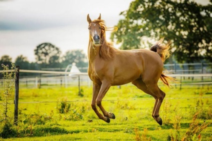 A verseny nyerteseit legviccesebb képeket háziállat «vígjáték pet Photography Awards