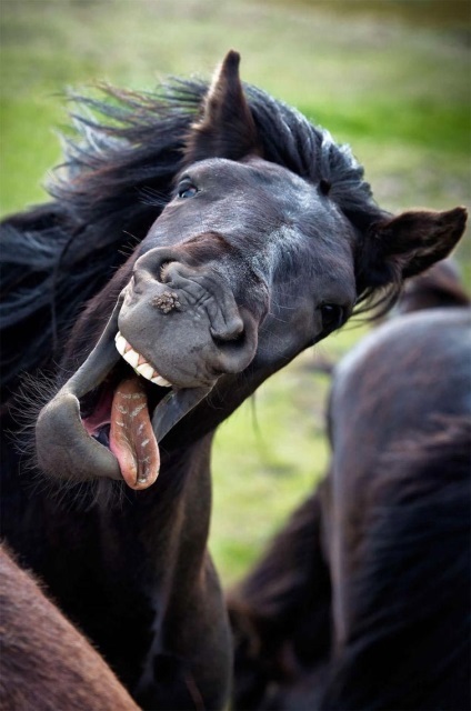 Câștigători ai concursului celor mai ridicolete fotografii ale animalelor de companie 