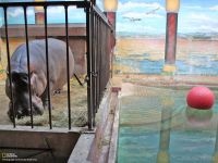 De ce hipopotamul este motivul pentru care hipopotamul este numit de ce este hipopotamul dat un astfel de nume