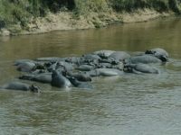 De ce hipopotamul este motivul pentru care hipopotamul este numit de ce este hipopotamul dat un astfel de nume