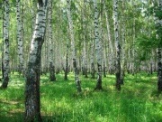 De ce trebuie să protejați pădurea