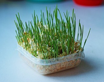 Este util pentru pisici să mănânce ce fel de pisici de iarbă mănâncă ca să crească iarbă de pisică, un site de sex feminin -