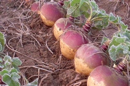 Proprietăți utile de rutabaga - bun sau rău