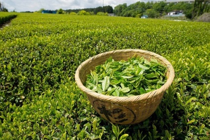 Proprietăți utile ale ceaiului verde