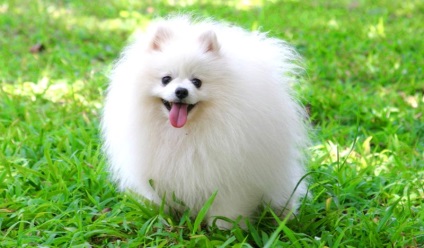 Pomeranian Pomeranian Pomeranian Cum sa alegi un catelus