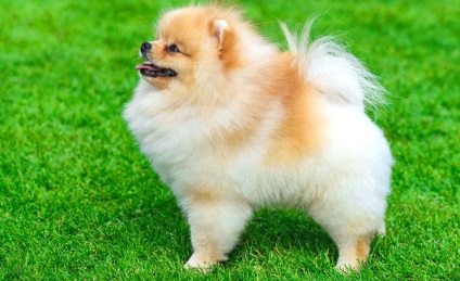 Pomeranian Pomeranian Pomeranian Cum sa alegi un catelus