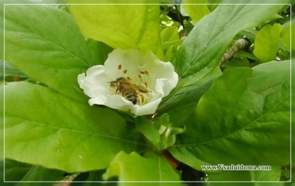 Plantare medlar (foto) - cum, unde si cand este mai bine si mai corect, un site despre o gradina, o resedinta de vara si o camera