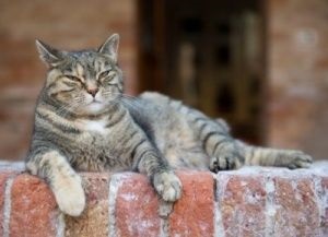 Modificări comportamentale la pisicile de vârstă venerabilă
