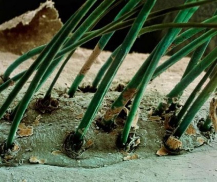 Cunoaște-te 23 fotografii interesante ale organelor umane sub microscop!