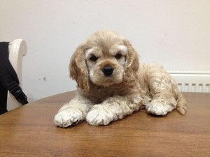 Reguli pentru păstrarea unui cocker spaniel