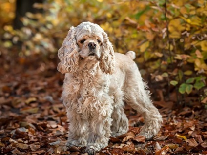 Reguli pentru păstrarea unui cocker spaniel