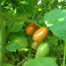 Prevenirea bolilor de tomate