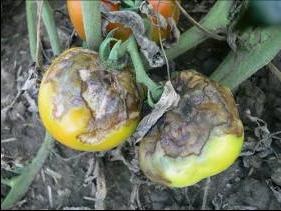 Prevenirea bolilor de tomate