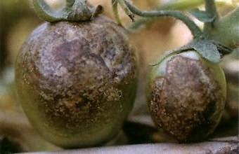 Prevenirea bolilor de tomate