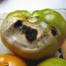 Prevenirea bolilor de tomate