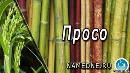 Millet - proprietăți medicinale - nume de plante n - plante medicinale - rețete populare - denumire -