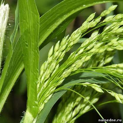 Millet - proprietăți medicinale - nume de plante n - plante medicinale - rețete populare - denumire -