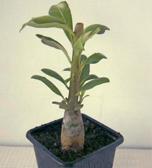 Adenium Szaporítás dugványozással