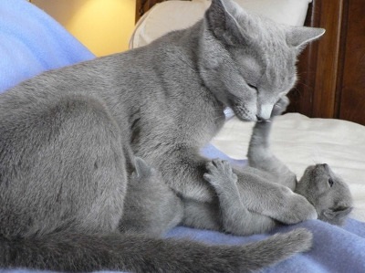 Creșterea și apariția pisicilor albastre din Rusia