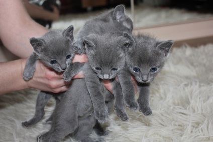 Creșterea și apariția pisicilor albastre din Rusia