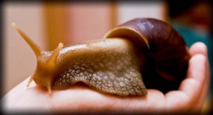 Snail breeding ca o afacere