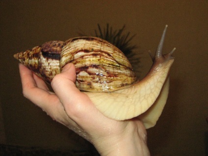 Snail breeding ca o afacere