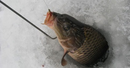 Horgászat a pontyon télen horgászat, csalik, csali és csali
