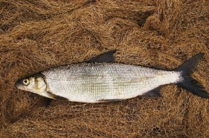 Pește din râurile siberiene, de pescuit pe kulichkah