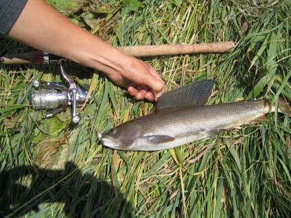 Pește din râurile siberiene, de pescuit pe kulichkah