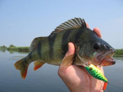 Fish szibériai folyók, halászat, a semmi közepén