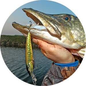 Fish-Szibéria és Távol-Kelet, Oroszország - típusok, jellemzői és előnyei a halászati