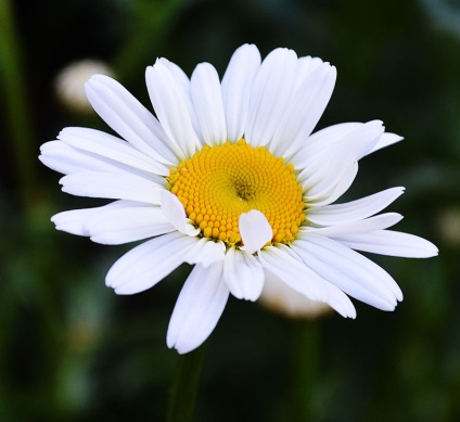 Cele mai renumite tipuri de camomile și cele mai bune soiuri de cultură de grădină