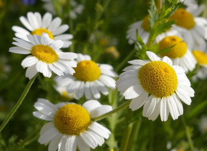 Cele mai renumite tipuri de camomile și cele mai bune soiuri de cultură de grădină