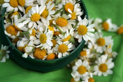 Cele mai renumite tipuri de camomile și cele mai bune soiuri de cultură de grădină