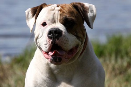 Cei mai populari câini de luptă ai fotografiei, bulldog american, terrierul pit bull Staffordshire