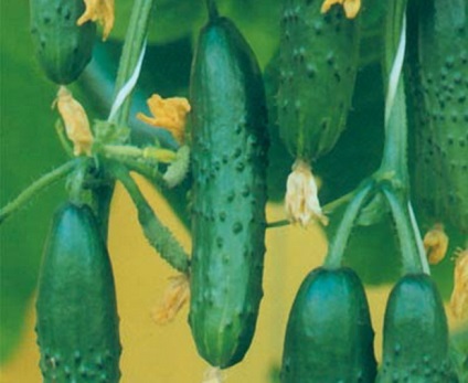 Cele mai populare castraveți parthenocarpici sunt ce varietate de plantare să alegeți