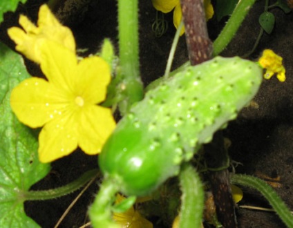 Cele mai populare castraveți parthenocarpici sunt ce varietate de plantare să alegeți