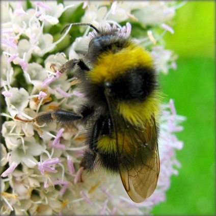 Bumblebees, sau albine pământ (bombus)