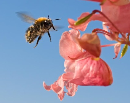 Shmeli vagy árokásás (Bombus)