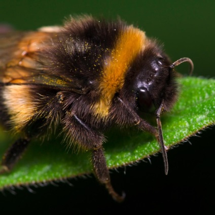 Bumblebees, sau albine pământ (bombus)