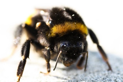 Bumblebees, sau albine pământ (bombus)