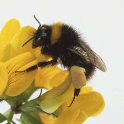 Bumblebees, sau albine pământ (bombus)